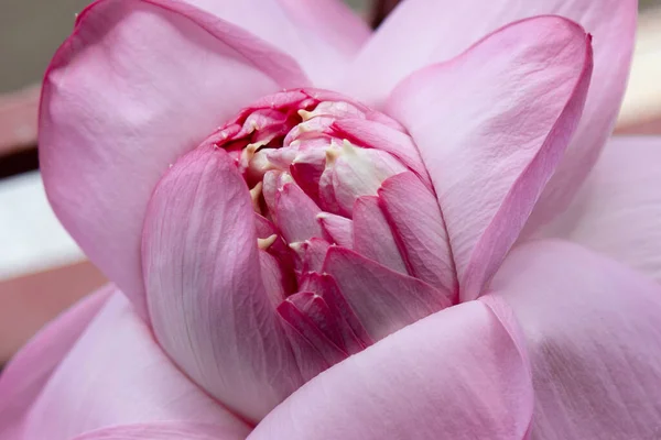 Makró Felvétel Egy Rózsaszín Lótuszvirágról Ami Tisztaságot Újjászületést Szimbolizálja Keleti — Stock Fotó