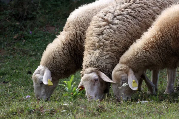 Eine Schafherde Weidet Auf Einem Feld — Stockfoto