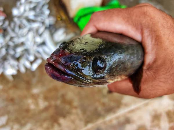 Closeup Shot Male Holding Freshly Caught Fish — Stock Photo, Image