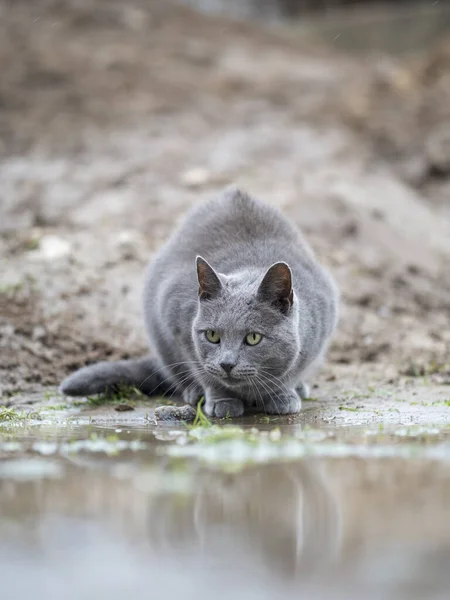 Сірий Кіт Воду Ставка — стокове фото