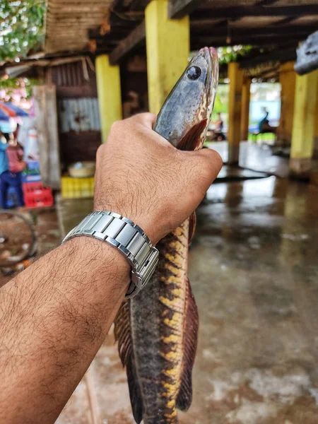 Eine Vertikale Aufnahme Eines Männchens Das Einen Frisch Gefangenen Fisch — Stockfoto