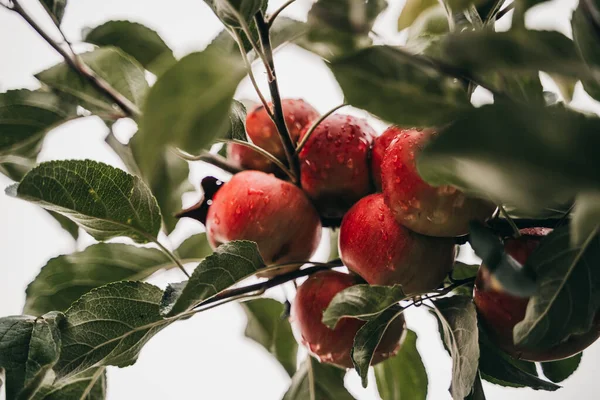 Ένα Επιλεκτικό Πλάνο Εστίασης Της Ωρίμανσης Των Μήλων Στο Δέντρο — Φωτογραφία Αρχείου