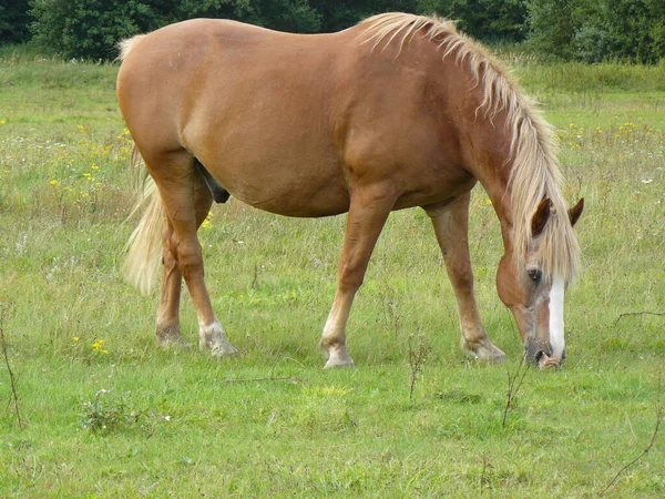 Tiro Close Cavalo Marrom Campo — Fotografia de Stock