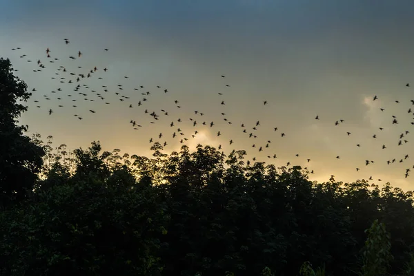 Мігруючі Птахи Після Обіду Гватемала Центральній Америці — стокове фото