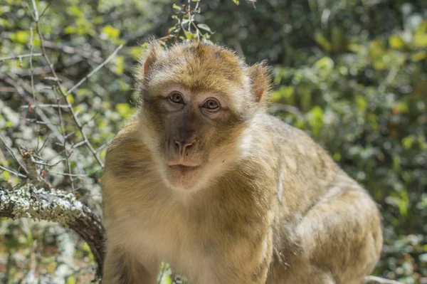 Une Mise Point Sélective Macaque Dans Zoo — Photo