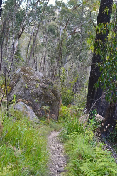 Ścieżka Wodospadzie Victorii Spacer Mount Victoria Blue Mountains Australia — Zdjęcie stockowe