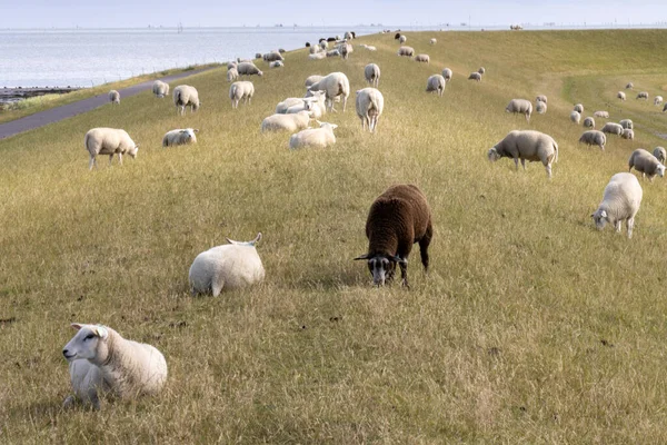 Eine Schafherde Weidet Auf Einem Feld — Stockfoto