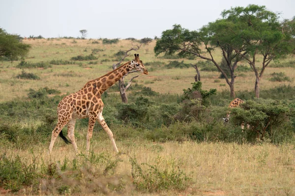 Een Shot Van Een Baringo Giraffe Giraffa Camelopardalis Murchison Falls — Stockfoto