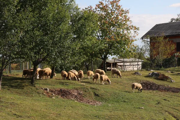 Gregge Pecore Pascolo Campo — Foto Stock