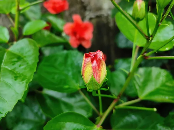 Zbliżenie Czerwonego Hibiskusa Kwiat Pączek — Zdjęcie stockowe