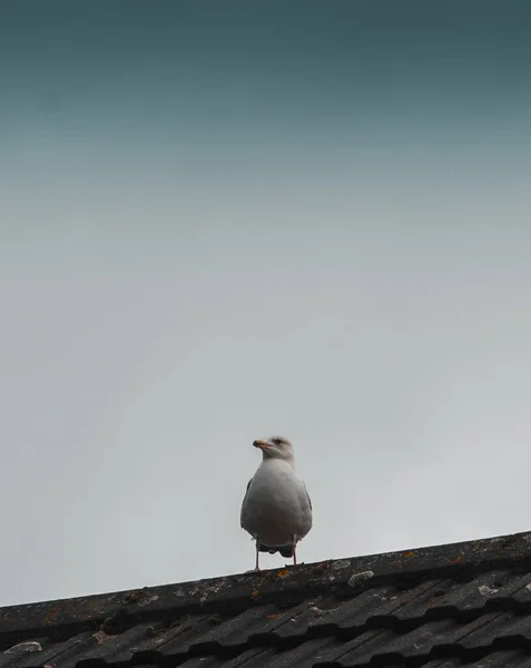 Чайка Сидящая Крыше Против Серого Неба — стоковое фото