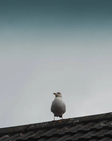 Une Mouette Perchée Sur Toit Contre Ciel Gris — Photo