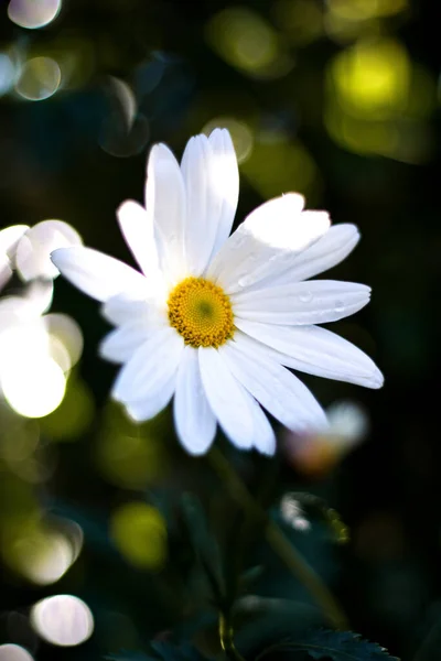 Een Closeup Shot Met Wilde Witte Margarita Bloem — Stockfoto