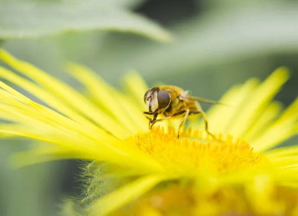 Gros Plan Une Abeille Pollinisatrice Sur Beau Tournesol Jaune — Photo