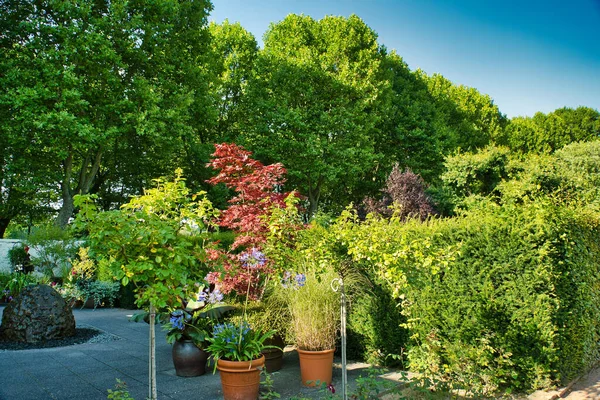 Horisontell Bild Vacker Trädgård Träd Och Blommor Krukor — Stockfoto