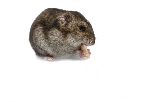 Lindo Hámster Enano Comiendo Cacahuete Aislado Fondo Blanco —  Fotos de Stock