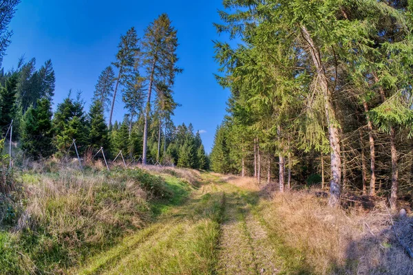 Punkt Szlaku Lesie Otoczony Wysokimi Drzewami Pod Czystym Błękitnym Niebem — Zdjęcie stockowe