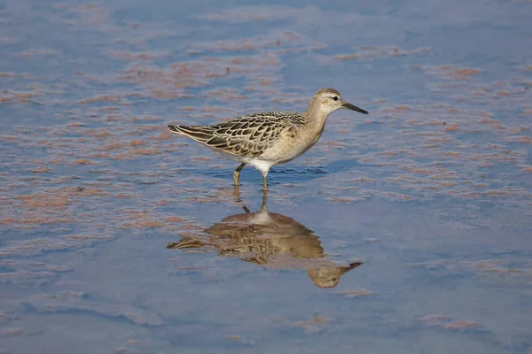 Een Houtsnip Vogel Zout Plas Wildernis — Stockfoto