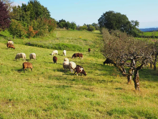 Vaste Champ Avec Des Vaches Broutant Pendant Une Journée Ensoleillée — Photo