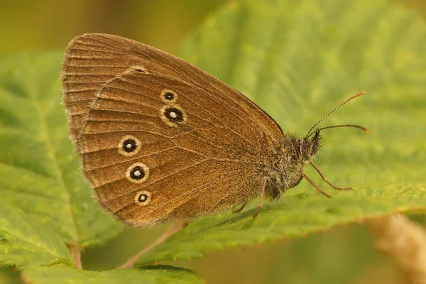 Kahverengi Ringlet Kelebeğine Yakın Çekim Yeşil Bir Yaprağın Üzerinde Oturan — Stok fotoğraf