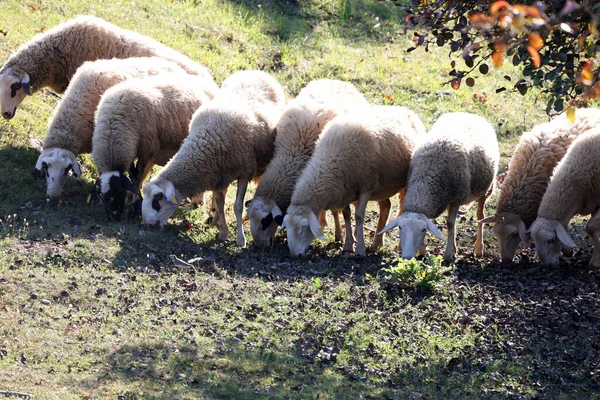 Flock Sheep Grazing Grassy Pasture Countryside — Stock Photo, Image