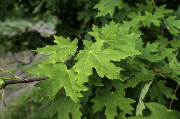 Ein Schöner Blick Auf Ahornbäume Mit Grünen Blättern Wald — Stockfoto