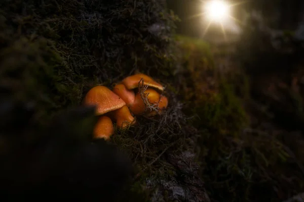 Een Close Van Bruine Honingdauw Paddestoelen Groeien Het Donkere Bos — Stockfoto