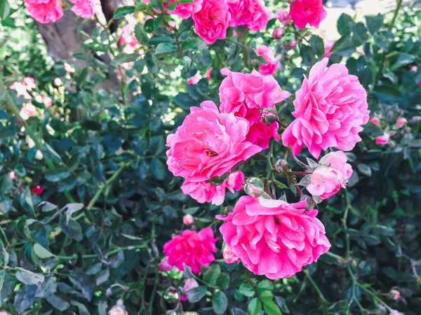 Een Close Shot Van Bloeiende Roze Rozen Een Struik — Stockfoto