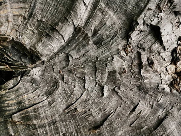 Tiro Close Casca Uma Árvore Como Fundo — Fotografia de Stock