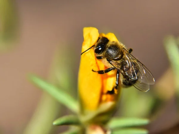 Крупный План Пчелы — стоковое фото