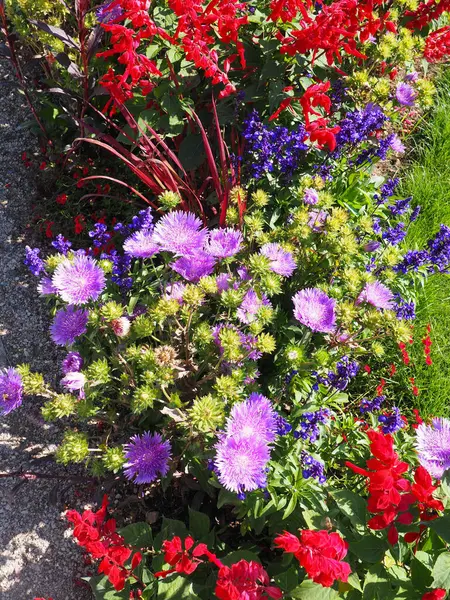 Eine Nahaufnahme Von Blumen Die Garten Wachsen — Stockfoto