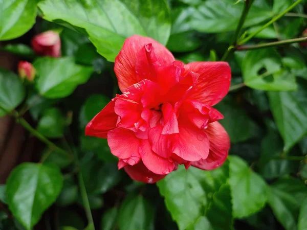Tiro Close Uma Flor Hibisco Arbusto Vermelho Brilhante — Fotografia de Stock
