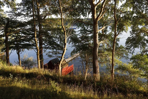 Une Forêt Côté Lac Avec Les Rayons Soleil Pénétrant Travers — Photo
