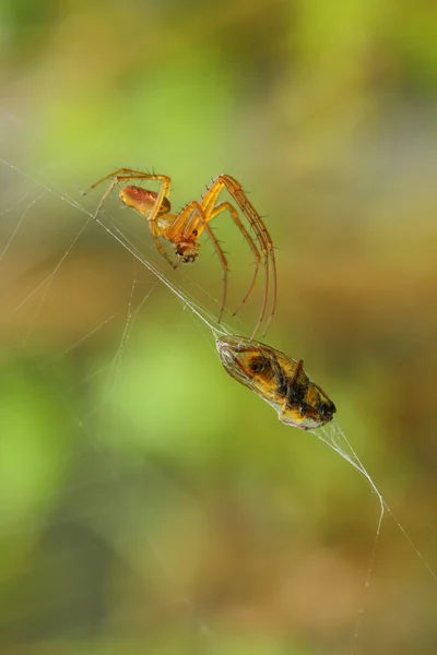 Eine Vertikale Aufnahme Einer Biene Die Der Natur Spinnennetz Hängt — Stockfoto