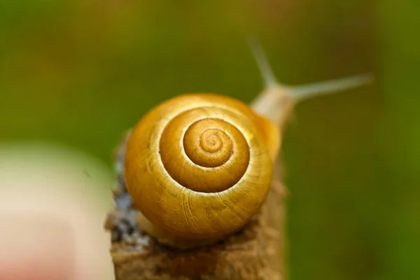 Macro Shot Shell Snail Blurry Greenery — Stock Photo, Image