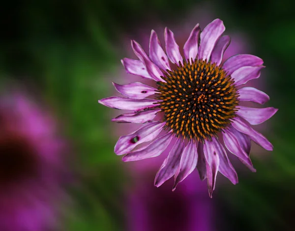 Primo Piano Del Fiore Viola — Foto Stock