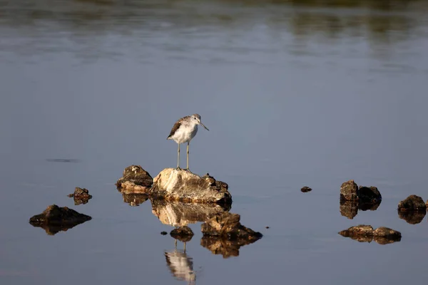 森の中の塩湖の岩の上に倒れる木の鳥 — ストック写真