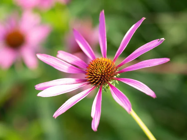 Bahçede Güzel Bir Pembe Koni Çiçeğinin Echinacea Yakın Çekimi — Stok fotoğraf