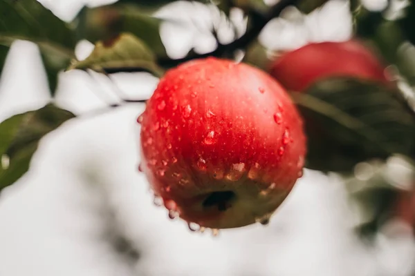 Ένα Ώριμο Βρεγμένο Κόκκινο Μήλο Στη Μηλιά — Φωτογραφία Αρχείου