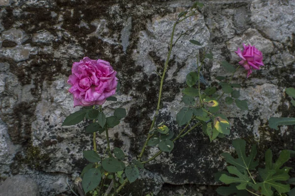 绽放的玫瑰在青苔斑斑的石墙旁绽放 — 图库照片