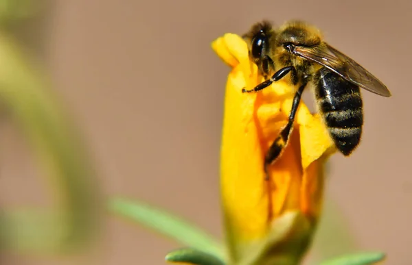 Closeup Bee — Stock Photo, Image