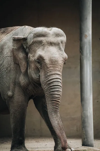 Портрет Очаровательного Слона Зоопарке — стоковое фото