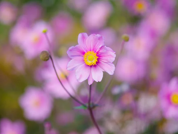 Closeup Beautiful Pink Windflowers Garden — Stock Photo, Image
