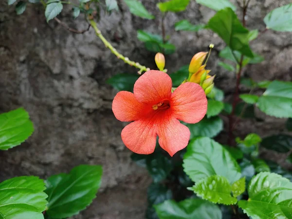 Close Uma Flor — Fotografia de Stock