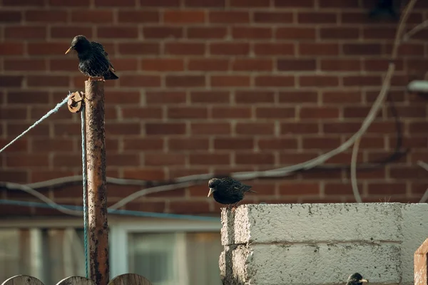 コンクリート構造物や金属製の柱に張り付いている鳥 — ストック写真