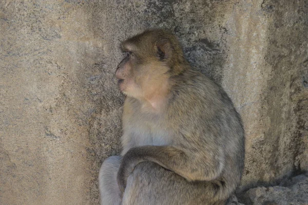 動物園の巨大な岩の上に座っているマカクの選択的な焦点ショット — ストック写真