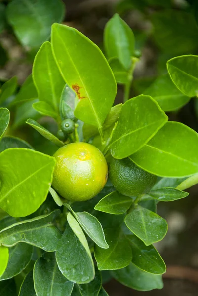 Zelený Citron Stromě Guatemale Střední Amerika — Stock fotografie