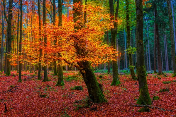 Ein Faszinierender Blick Auf Einen Wald Mit Bunten Bäumen Herbst — Stockfoto