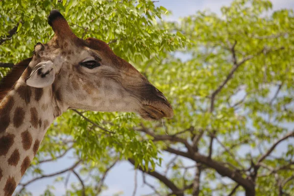 在纳米比亚的埃托沙国家公园 一只长颈鹿被绿叶环绕的特写镜头 — 图库照片