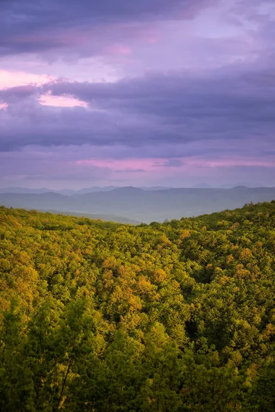 Een Verticaal Shot Van Het Groene Bos Met Prachtige Paarse — Stockfoto